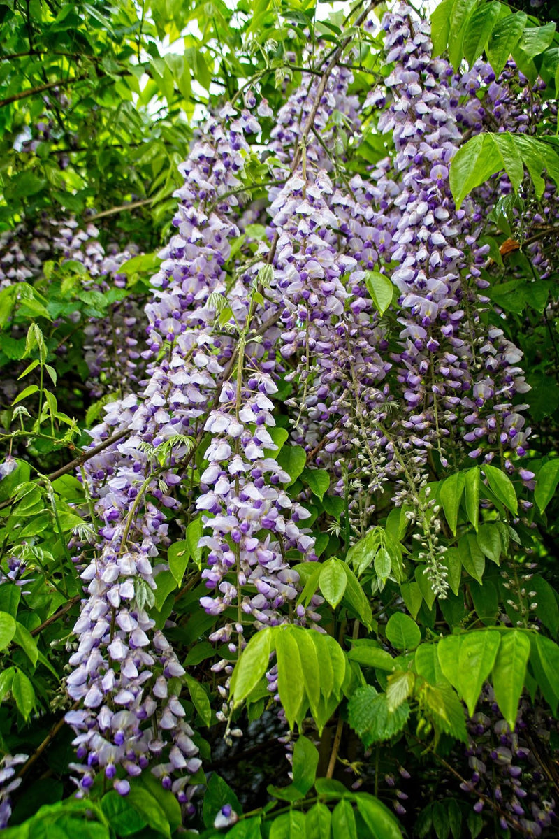 Wisteria floribunda 'Burford' Lavender Japanese Wisteria