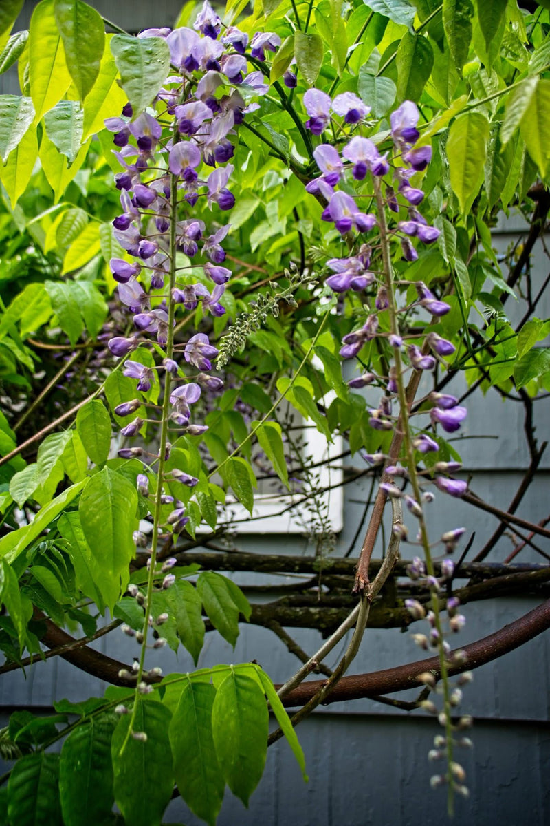 Wisteria floribunda 'Burford' Lavender Japanese Wisteria