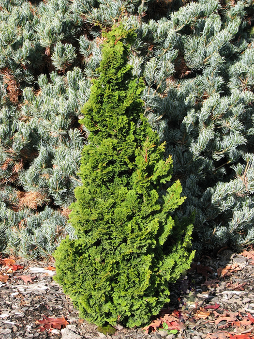 Chamaecyparis obtusa 'Vokel's Upright' Dwarf Hinoki Cypress