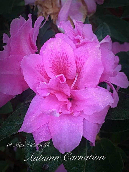 Azalea 'Autumn Carnation'® Encore Azalea