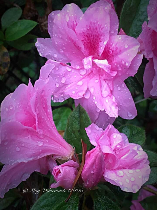 Azalea 'Autumn Carnation'® Encore Azalea