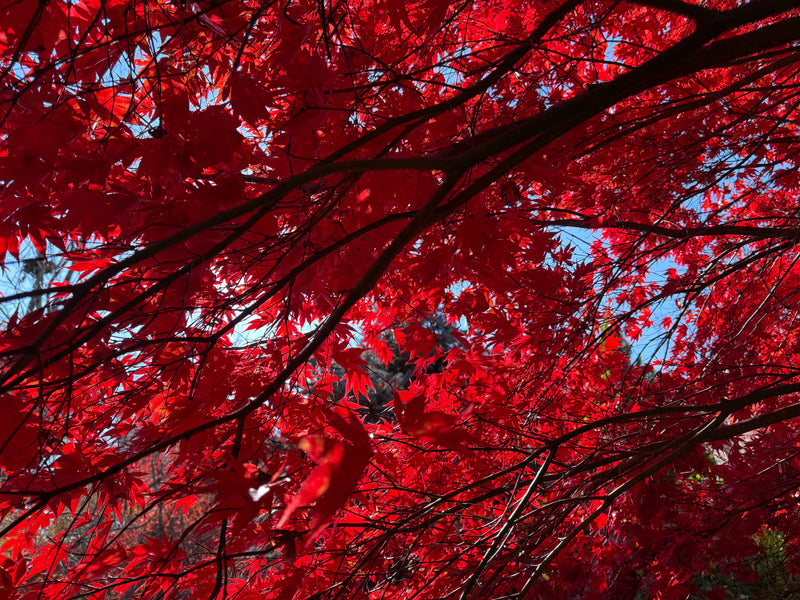 Acer palmatum 'Fireglow' Japanese Maple
