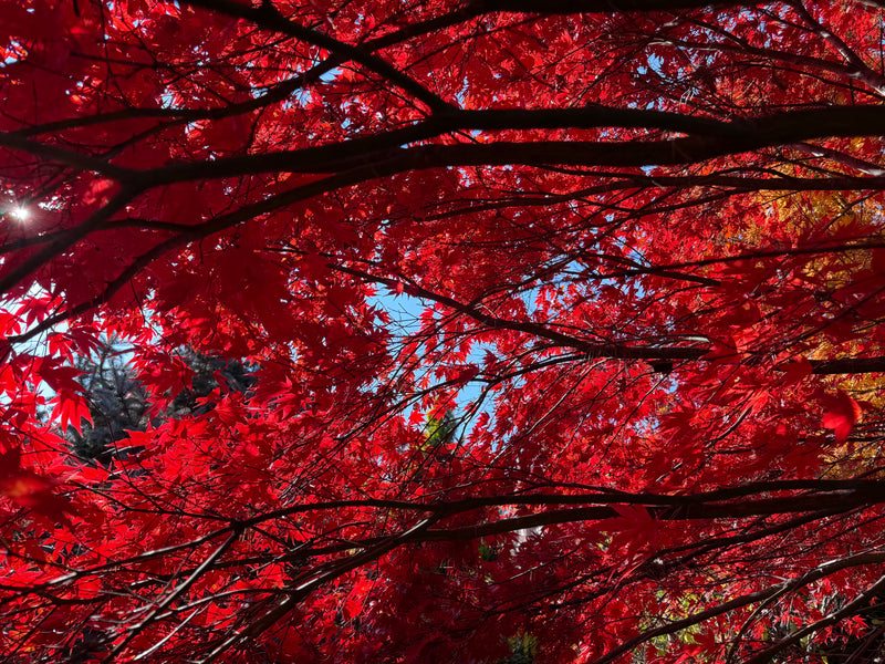 Acer palmatum 'Fireglow' Japanese Maple