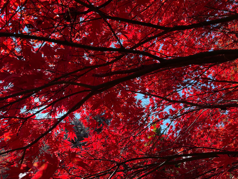 Acer palmatum 'Fireglow' Japanese Maple