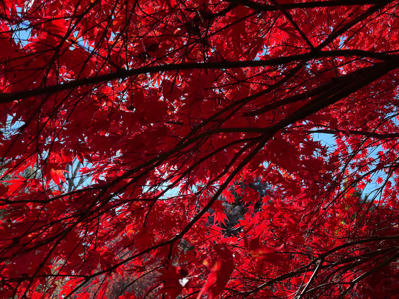 Acer palmatum 'Fireglow' Japanese Maple