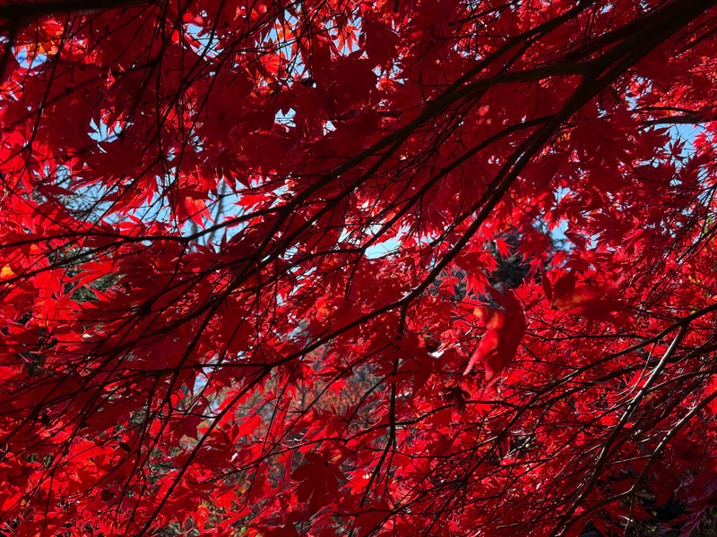 Acer palmatum 'Fireglow' Japanese Maple