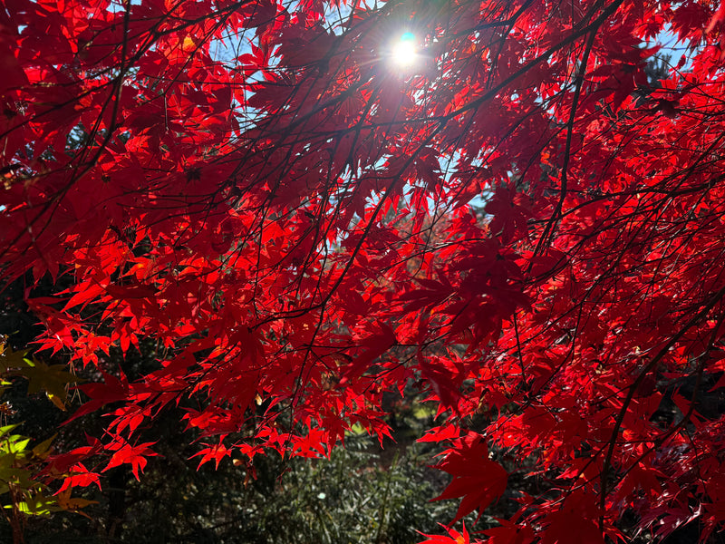 Acer palmatum 'Fireglow' Japanese Maple