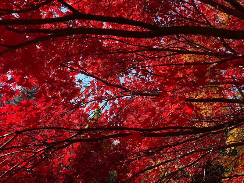 Acer palmatum 'Fireglow' Japanese Maple
