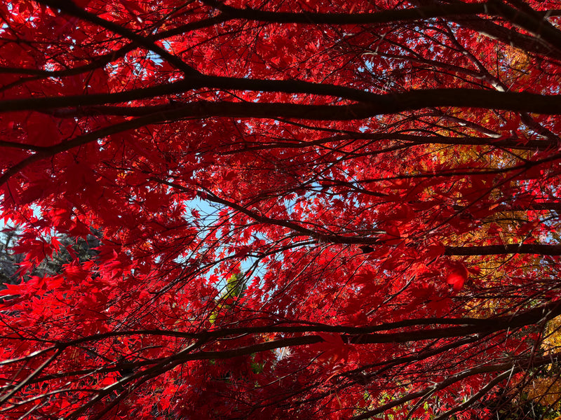 Acer palmatum 'Fireglow' Japanese Maple