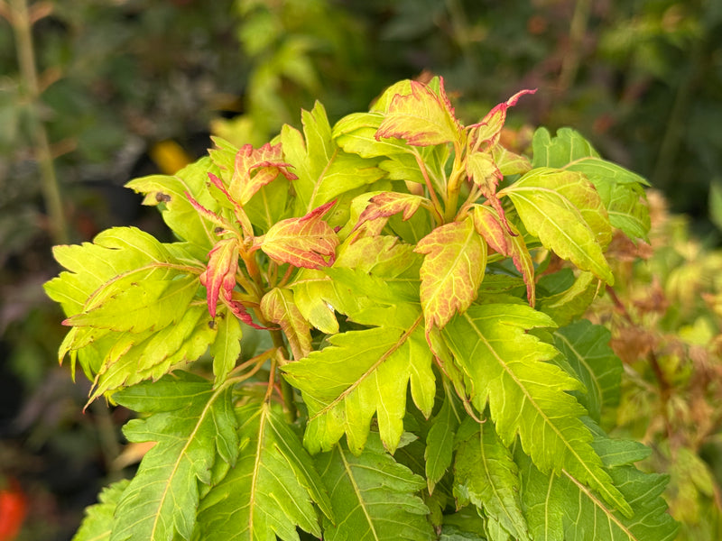 Acer palmatum 'Hanezu hagoromo' Orange Hagoromo Japanese Maple
