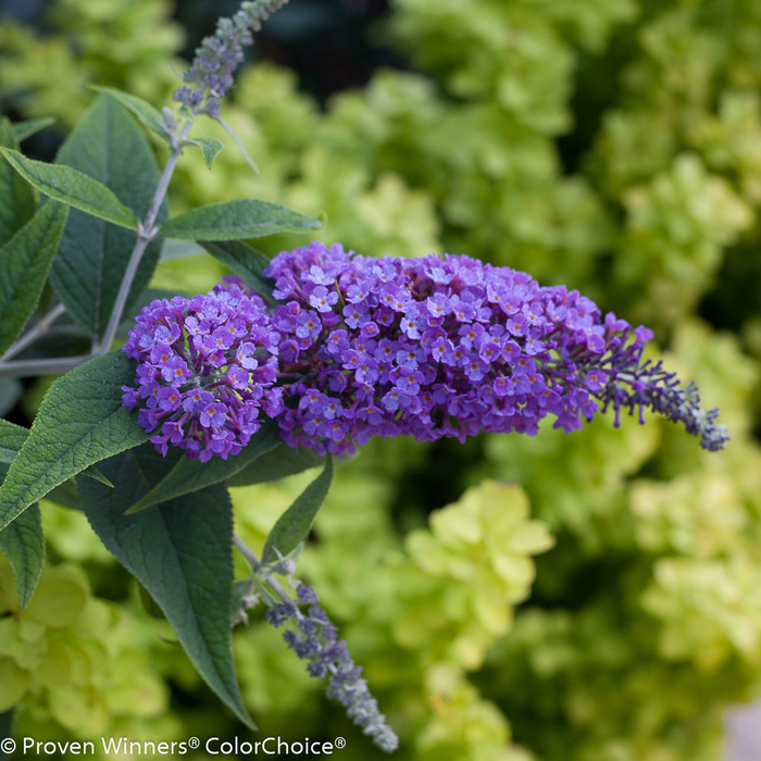 Buddleia X 'Purple Haze' Lo & Behold® Purple Flowering Butterflybush
