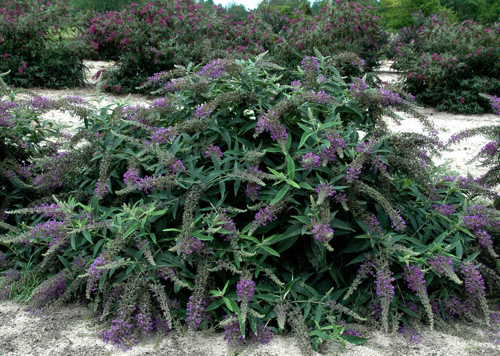 Buddleia X 'Purple Haze' Lo & Behold® Purple Flowering Butterflybush