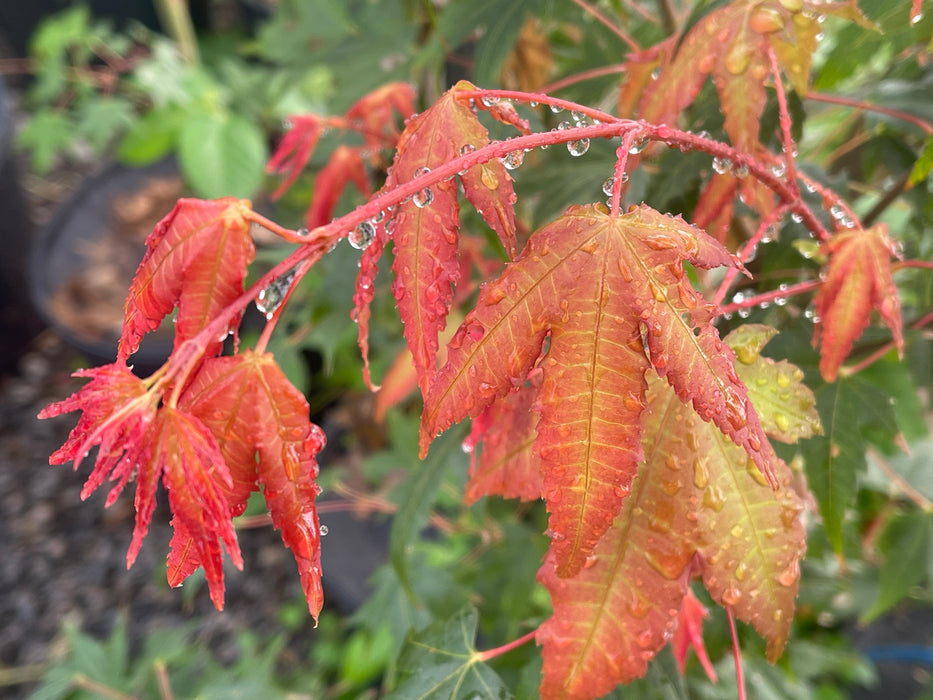 Acer palmatum 'Pink Panther' Japanese Maple