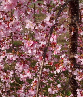 Prunus 'Pink Cascade' Weeping Pink Flowering Cherry Tree