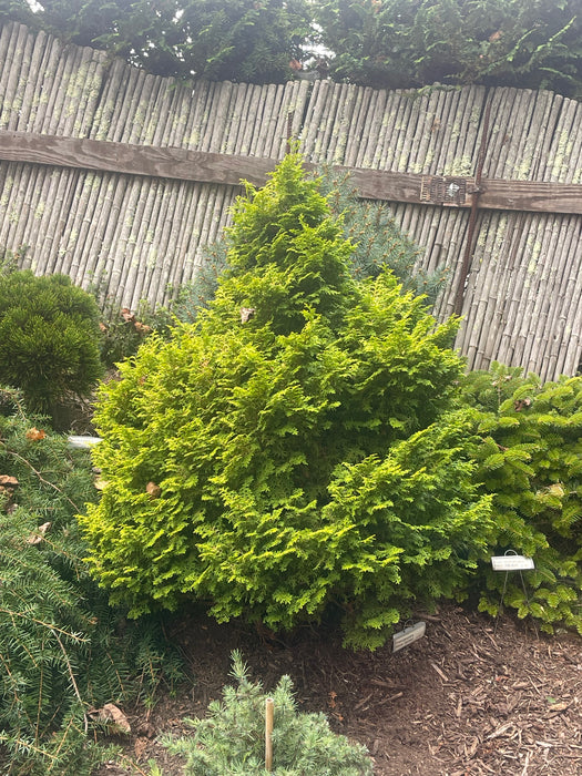 Chamaecyparis obtusa 'Spirited’ Hinoki Cypress