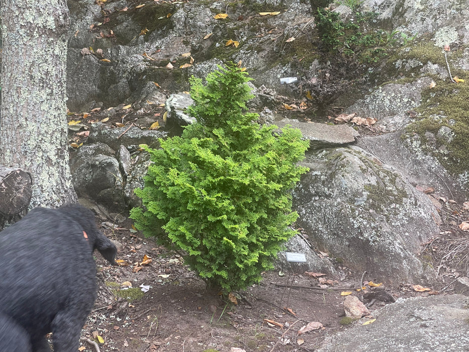 Chamaecyparis obtusa 'Spirited’ Hinoki Cypress