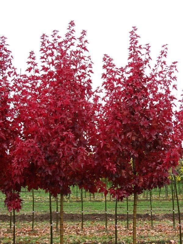 FOR PICKUP ONLY | Acer truncatum x 'Urban Sunset' Shantung Maple | DOES NOT SHIP