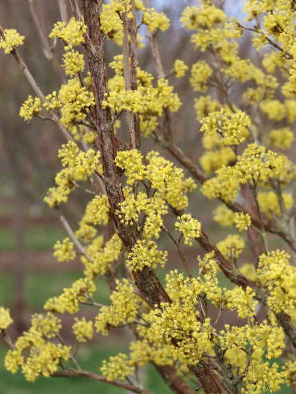 Cornus mas ‘Saffron Sentinel’ Cornelian Cherry Dogwood