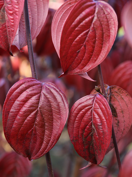 Cornus mas ‘Saffron Sentinel’ Cornelian Cherry Dogwood