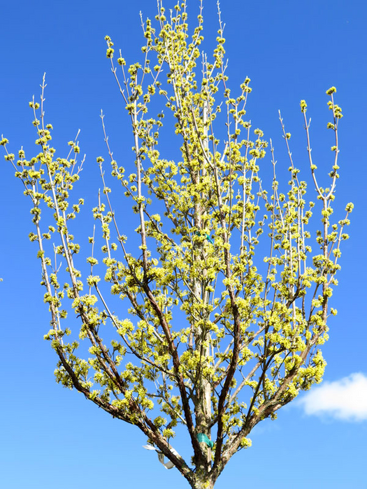 Cornus mas ‘Saffron Sentinel’ Cornelian Cherry Dogwood