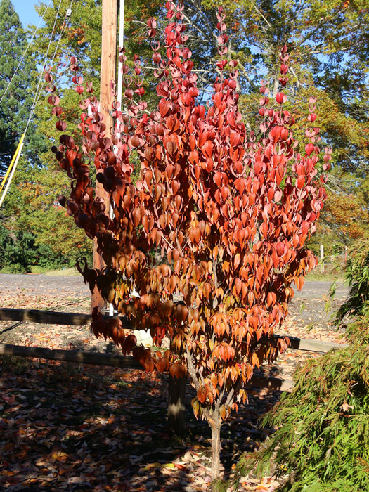 Cornus mas ‘Saffron Sentinel’ Cornelian Cherry Dogwood