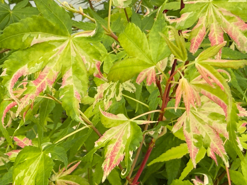 Acer palmatum 'Versicolor' Japanese Maple