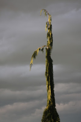 Chamaecyparis nootkatensis 'Van den Akker' Weeping Alaskan Cypress