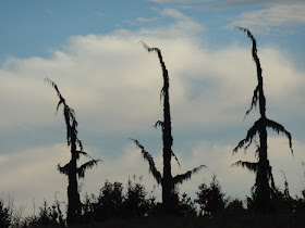 Chamaecyparis nootkatensis 'Van den Akker' Weeping Alaskan Cypress