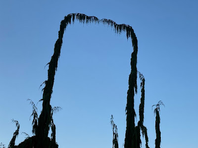 Chamaecyparis nootkatensis 'Van den Akker' Weeping Alaskan Cypress