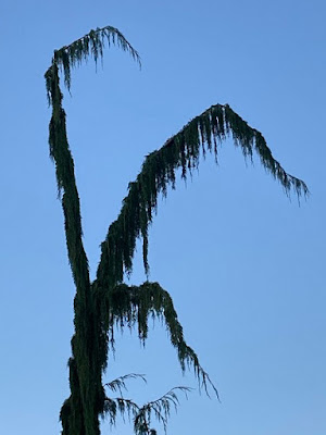 Chamaecyparis nootkatensis 'Van den Akker' Weeping Alaskan Cypress