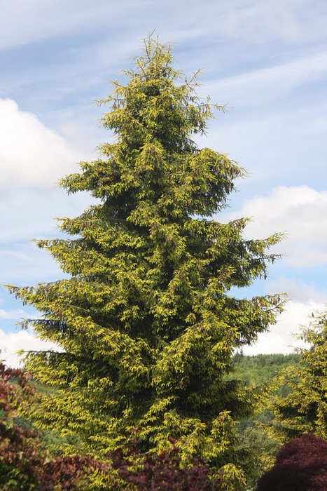 Picea orientalis 'Aureospicata' Yellow-Tipped Caucasian Spruce