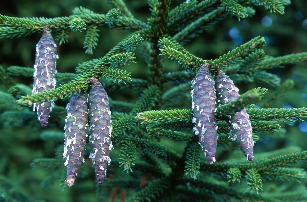 Picea orientalis 'Aureospicata' Yellow-Tipped Caucasian Spruce