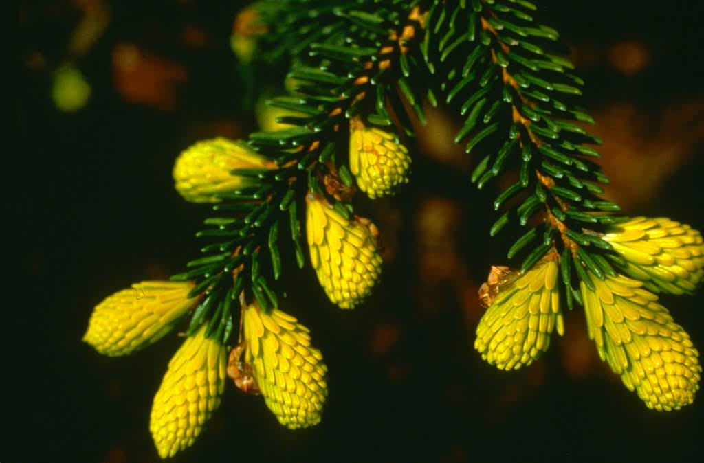 Picea orientalis 'Aureospicata' Yellow-Tipped Caucasian Spruce