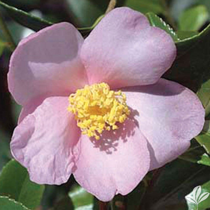 Camellia japonica 'Ashton's Pride' Pink Flowering Camellia