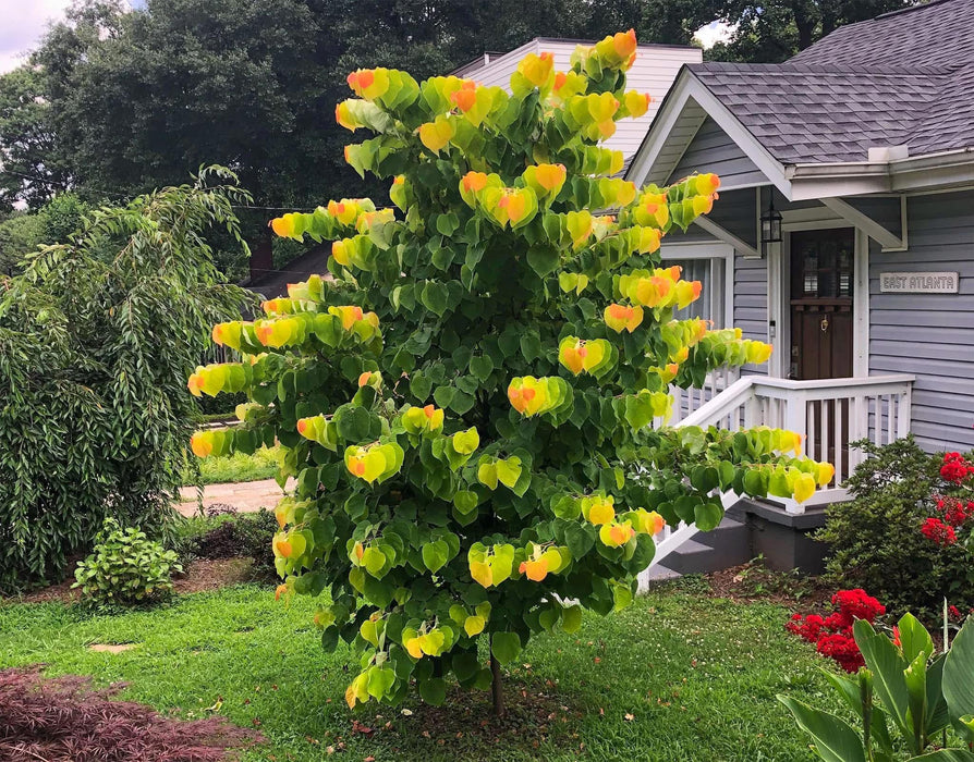 Cercis canadensis 'The Rising Sun' Golden Redbud Tree