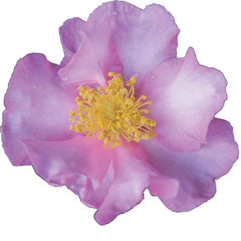 Camellia sasanqua 'Long Island Pink' Pink Flowering Camellia