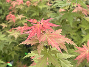 - Acer palmatum 'Ramona' Rare Japanese Maple - Mr Maple │ Buy Japanese Maple Trees