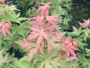 - Acer palmatum 'Ramona' Rare Japanese Maple - Mr Maple │ Buy Japanese Maple Trees