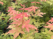 - Acer palmatum 'Ramona' Rare Japanese Maple - Mr Maple │ Buy Japanese Maple Trees