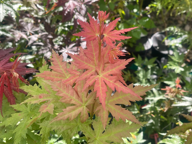 - Acer palmatum 'Ramona' Rare Japanese Maple - Mr Maple │ Buy Japanese Maple Trees