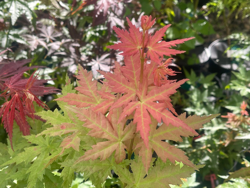 - Acer palmatum 'Ramona' Rare Japanese Maple - Mr Maple │ Buy Japanese Maple Trees