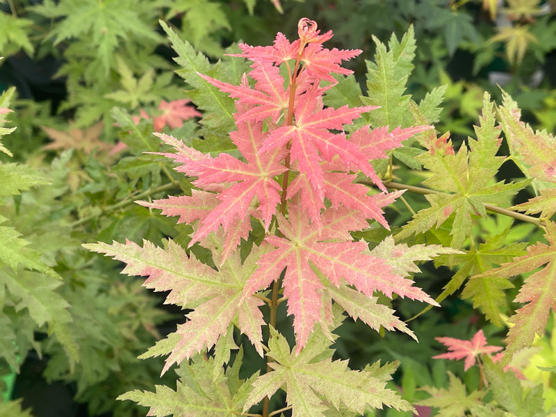- Acer palmatum 'Ramona' Rare Japanese Maple - Mr Maple │ Buy Japanese Maple Trees