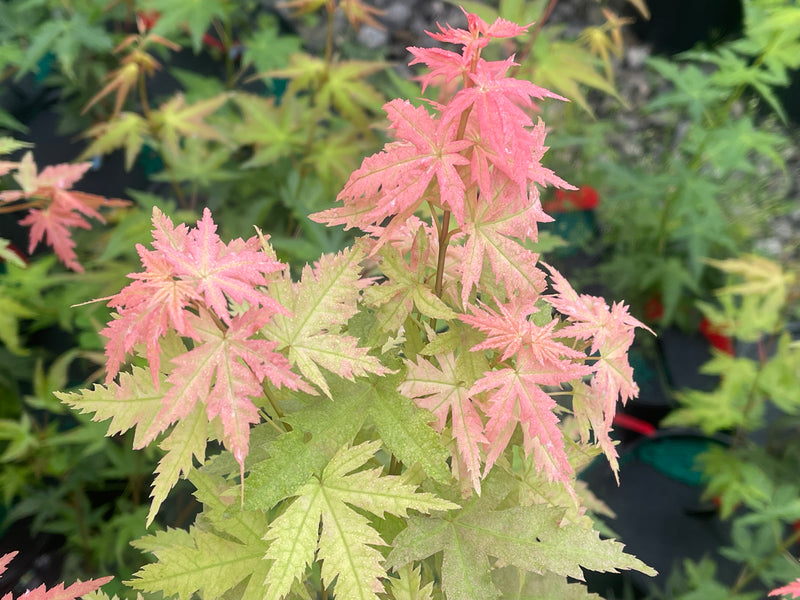 - Acer palmatum 'Ramona' Rare Japanese Maple - Mr Maple │ Buy Japanese Maple Trees