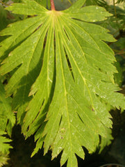 - FOR PICKUP ONLY | Acer japonicum 'Mai kujaku' Dancing Peacock Japanese Maple | DOES NOT SHIP - Mr Maple │ Buy Japanese Maple Trees