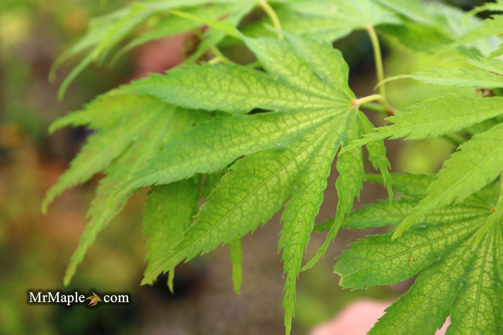 FOR PICKUP ONLY | Acer palmatum 'Tiger Rose' Japanese Maple | DOES NOT SHIP
