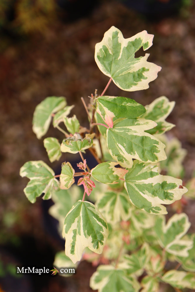 - Acer campestre 'Carnival' White Variegated Maple - Mr Maple │ Buy Japanese Maple Trees