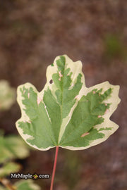 - FOR PICK UP ONLY | Acer campestre 'Carnival' White Variegated Maple | DOES NOT SHIP - Mr Maple │ Buy Japanese Maple Trees