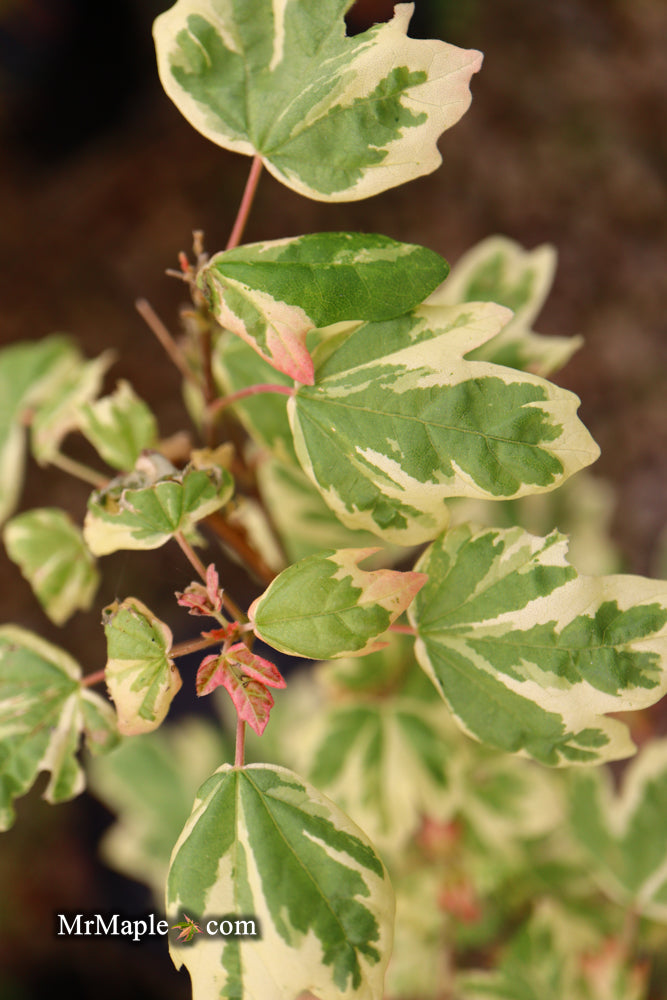 - FOR PICK UP ONLY | Acer campestre 'Carnival' White Variegated Maple | DOES NOT SHIP - Mr Maple │ Buy Japanese Maple Trees