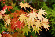 - Acer shirasawanum 'Jordan' Golden Full Moon Japanese Maple - Mr Maple │ Buy Japanese Maple Trees