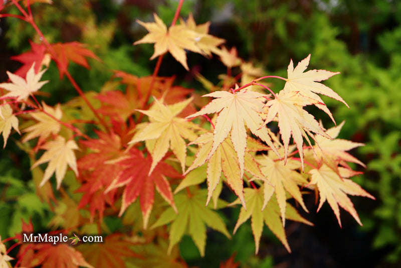 - Acer shirasawanum 'Jordan' Golden Full Moon Japanese Maple - Mr Maple │ Buy Japanese Maple Trees